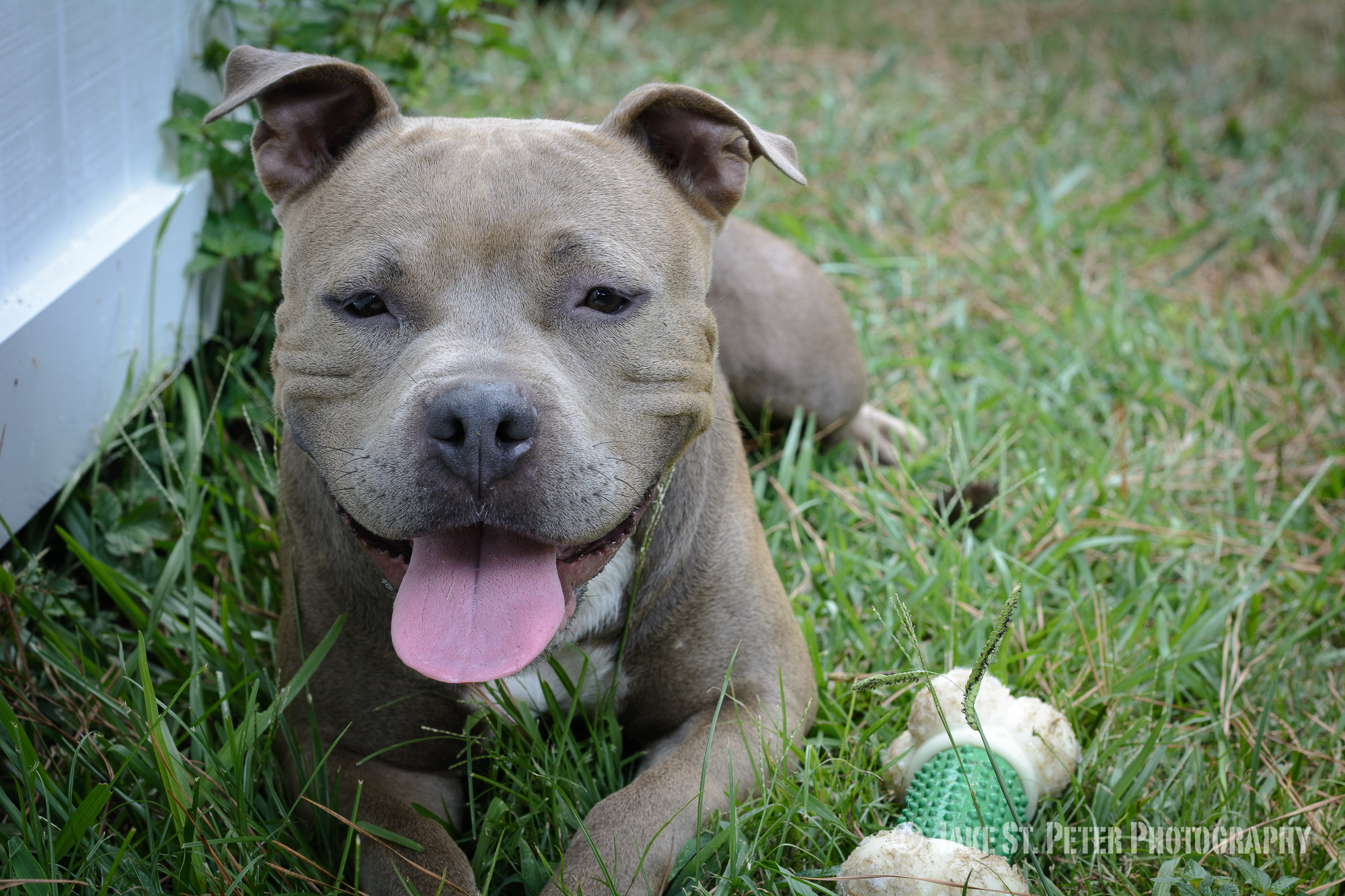 Blue Nose Champagne Pitbull for Adoption Raleigh NC